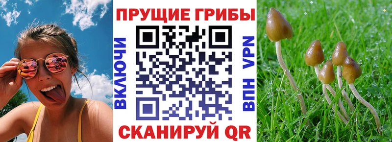 Галлюциногенные грибы GOLDEN TEACHER  mega tor  Курчатов 